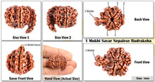 Load image into Gallery viewer, 1 Mukhi Savar Rudraksha from Nepal - Bead No. 76
