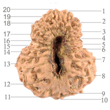 Load image into Gallery viewer, 20 Mukhi Indonesian Rudraksha - Bead 46
