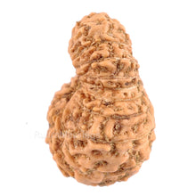 Load image into Gallery viewer, 20 Mukhi Indonesian Rudraksha - Bead 46
