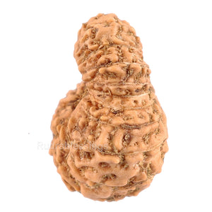 20 Mukhi Indonesian Rudraksha - Bead 46