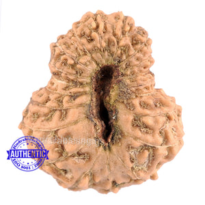 20 Mukhi Indonesian Rudraksha - Bead 46