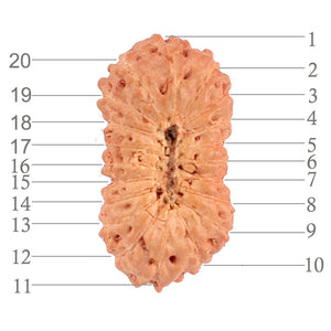 20 Mukhi Indonesian Rudraksha - Bead 53