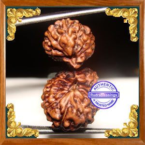 20 Mukhi Gaurishankar Rudraksha from Indonesia