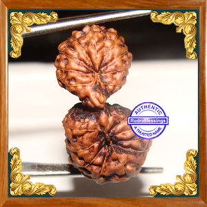 20 Mukhi Gaurishankar Rudraksha from Indonesia