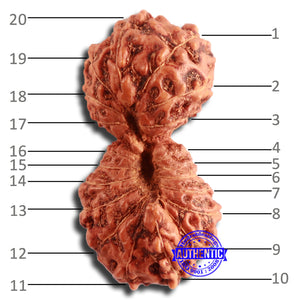 20 Mukhi Indonesian Gaurishankar Rudraksha - Bead 76