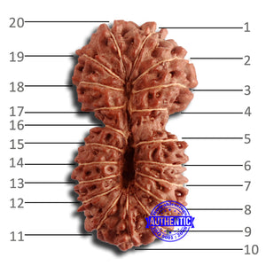 20 Mukhi Indonesian Gaurishankar Rudraksha - Bead 78