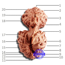 Load image into Gallery viewer, 20 Mukhi Indonesian Gaurishankar Rudraksha - Bead 77
