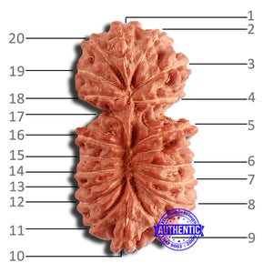 20 Mukhi Indonesian Gaurishankar Rudraksha - Bead 80