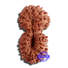 Load image into Gallery viewer, 20 Mukhi Indonesian Gaurishankar Rudraksha - Bead 78
