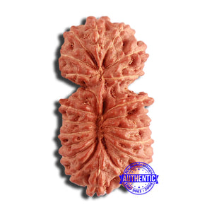 20 Mukhi Indonesian Gaurishankar Rudraksha - Bead 80