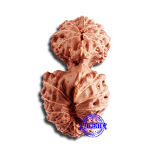 Load image into Gallery viewer, 20 Mukhi Indonesian Gaurishankar Rudraksha - Bead 77
