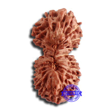 Load image into Gallery viewer, 20 Mukhi Indonesian Gaurishankar Rudraksha - Bead 78
