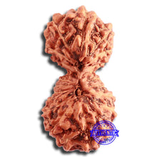 Load image into Gallery viewer, 20 Mukhi Indonesian Gaurishankar Rudraksha - Bead 76
