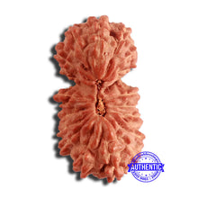 Load image into Gallery viewer, 20 Mukhi Indonesian Gaurishankar Rudraksha - Bead 80
