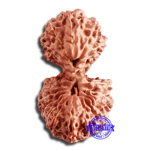 20 Mukhi Indonesian Gaurishankar Rudraksha - Bead 77