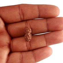 Load image into Gallery viewer, 20 Mukhi Indonesian Gaurishankar Rudraksha - Bead 78
