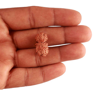 20 Mukhi Indonesian Gaurishankar Rudraksha - Bead 80