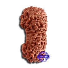 Load image into Gallery viewer, 20 Mukhi Indonesian Gaurishankar Rudraksha - Bead 78
