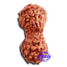 Load image into Gallery viewer, 20 Mukhi Indonesian Gaurishankar Rudraksha - Bead 76
