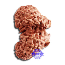 Load image into Gallery viewer, 20 Mukhi Indonesian Gaurishankar Rudraksha - Bead 77
