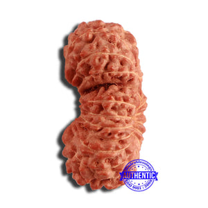 20 Mukhi Indonesian Gaurishankar Rudraksha - Bead 80