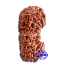 Load image into Gallery viewer, 20 Mukhi Indonesian Gaurishankar Rudraksha - Bead 78
