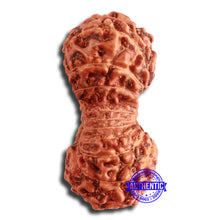 Load image into Gallery viewer, 20 Mukhi Indonesian Gaurishankar Rudraksha - Bead 76
