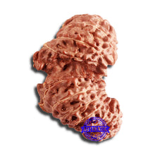 Load image into Gallery viewer, 20 Mukhi Indonesian Gaurishankar Rudraksha - Bead 77
