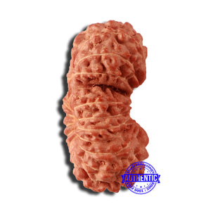 20 Mukhi Indonesian Gaurishankar Rudraksha - Bead 80