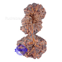 Load image into Gallery viewer, 22 Mukhi Gaurishankar Rudraksha from Indonesia
