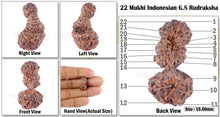 Load image into Gallery viewer, 22 Mukhi Gaurishankar Rudraksha from Indonesia
