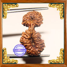 Load image into Gallery viewer, 23 Mukhi Gaurishankar Rudraksha from Indonesia
