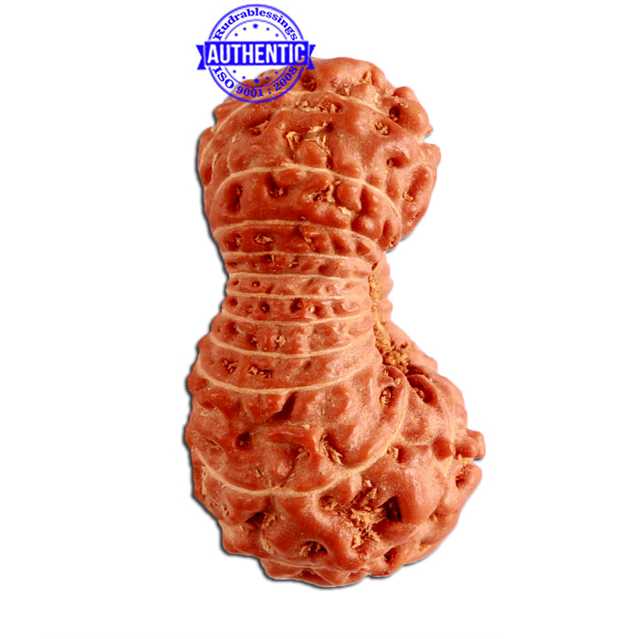 23 Mukhi Rudraksha from Indonesia Bead No. V