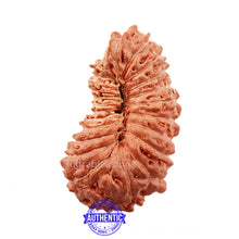 Load image into Gallery viewer, 24 Mukhi Rudraksha from Indonesia
