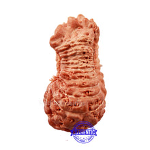 Load image into Gallery viewer, 24 Mukhi Rudraksha from Indonesia
