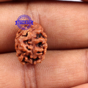 2 Mukhi Rudraksha from Nepal - Bead No. 88