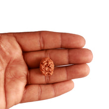 Load image into Gallery viewer, 2 Mukhi Rudraksha from Nepal - Bead No. 140
