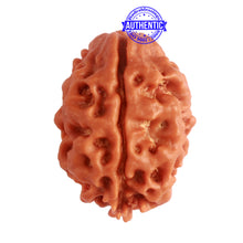 Load image into Gallery viewer, 2 Mukhi Rudraksha from Nepal - Bead No. 140
