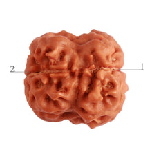 Load image into Gallery viewer, 2 Mukhi Rudraksha from Nepal - Bead No. 140
