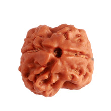 Load image into Gallery viewer, 2 Mukhi Rudraksha from Nepal - Bead No. 140
