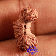 Load image into Gallery viewer, 31 Mukhi Rudraksha from Indonesia
