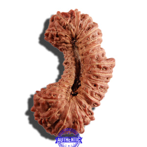 31 Mukhi Rudraksha from Indonesia