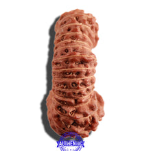 Load image into Gallery viewer, 31 Mukhi Rudraksha from Indonesia
