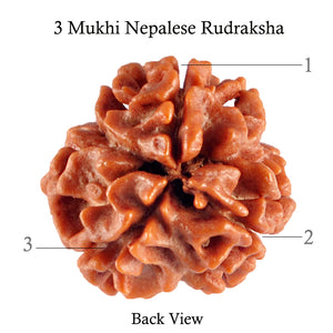 3 Mukhi Rudraksha from Nepal - Bead No. 88 (Giant Size)