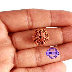 3 Mukhi Rudraksha from Nepal - Bead No. 333