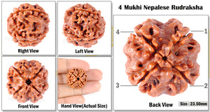 4 Mukhi Rudraksha from Nepal - Bead No. 122