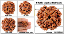 Load image into Gallery viewer, 4 Mukhi Rudraksha from Nepal - Bead No. 76
