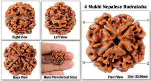 4 Mukhi Rudraksha from Nepal - Bead No. 76