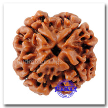 Load image into Gallery viewer, 4 Mukhi Rudraksha from Nepal - Bead No. 76
