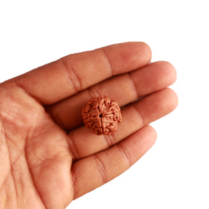 4 Mukhi Rudraksha from Nepal - Bead No. 272